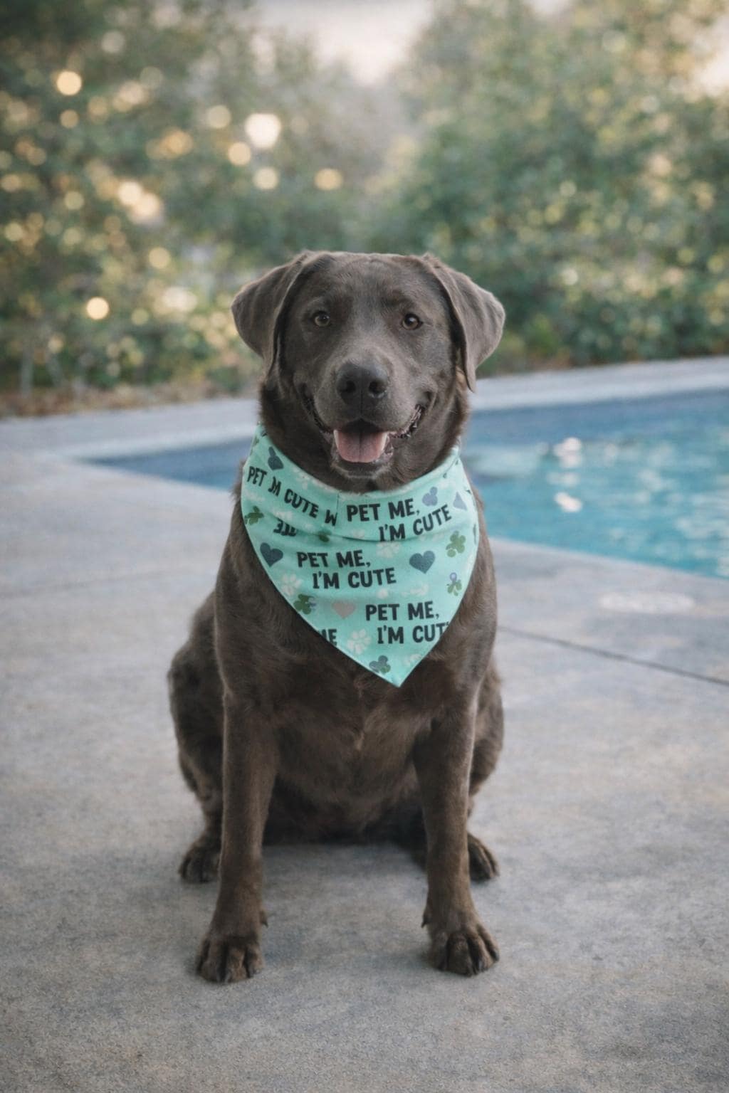 Pet Me I'm Pretty/Cute Scrunchie Pet Bandana - 3 Fabric Options Available