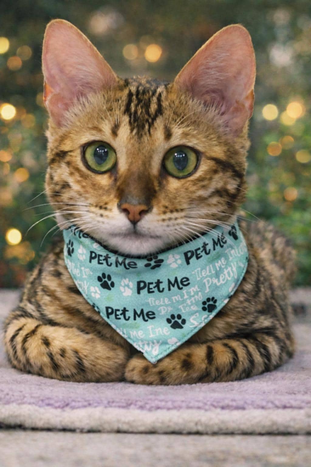Pet Me I'm Pretty/Cute Scrunchie Pet Bandana - 3 Fabric Options Available